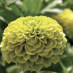 Zinnia Benary's Giant Florist Lime F1