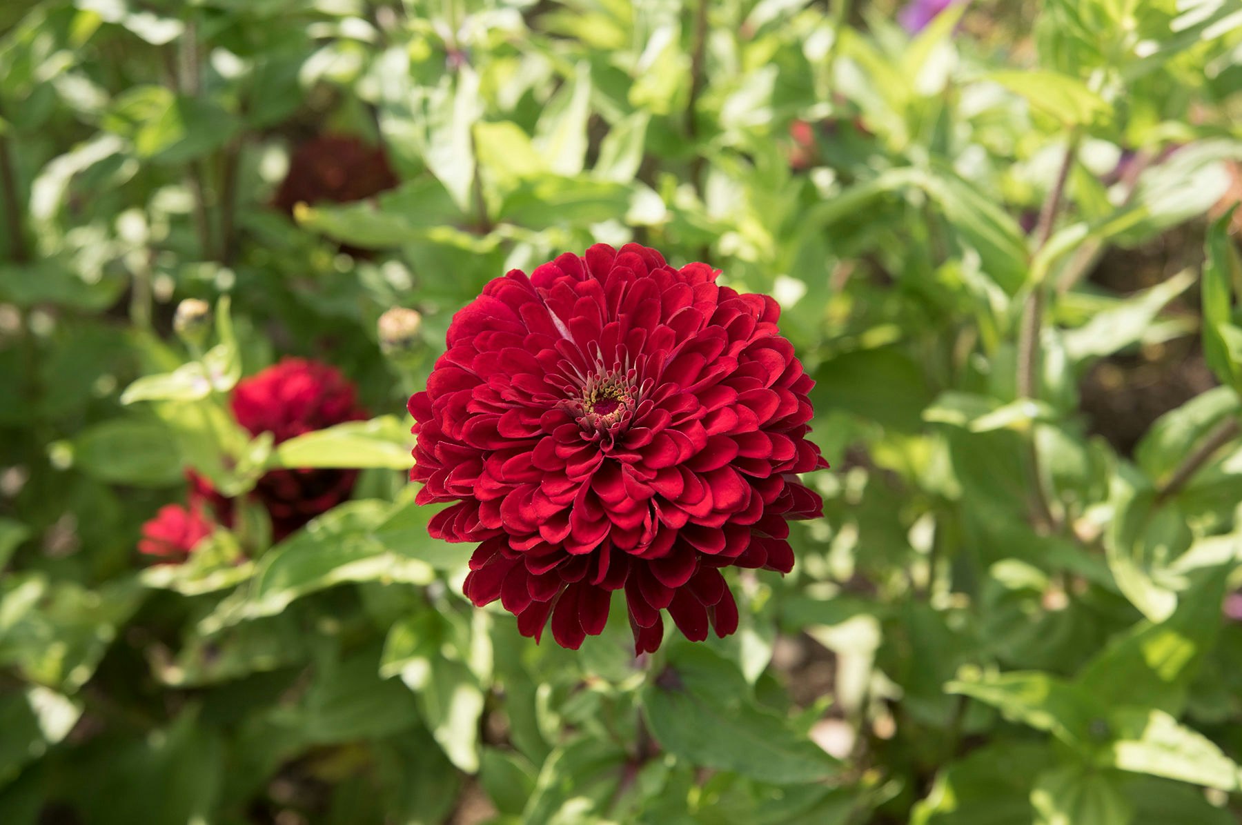 Zinnia Florist Deep Red F1