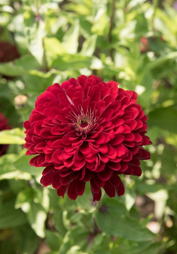 Zinnia Florist Deep Red F1