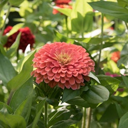 Zinnia Florist Salmon Rose F1