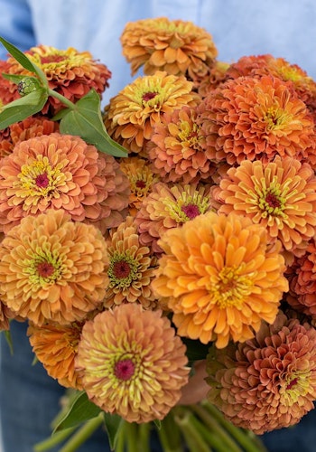 Zinnia Queen Lime Orange