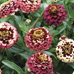 Zinnia Aztec Burgundy Bicolor