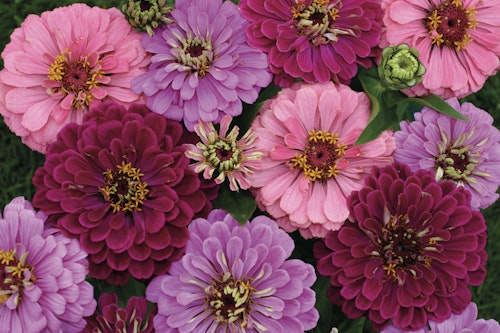 Zinnia Art Deco
