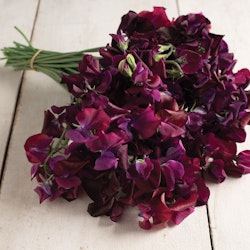 Sweet Pea Midnight