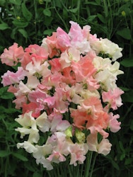 Sweet Pea Frills and Blushes