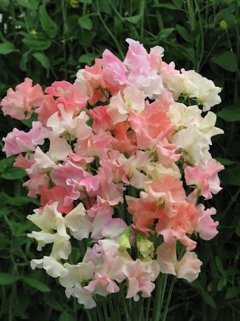 Sweet Pea Frills and Blushes