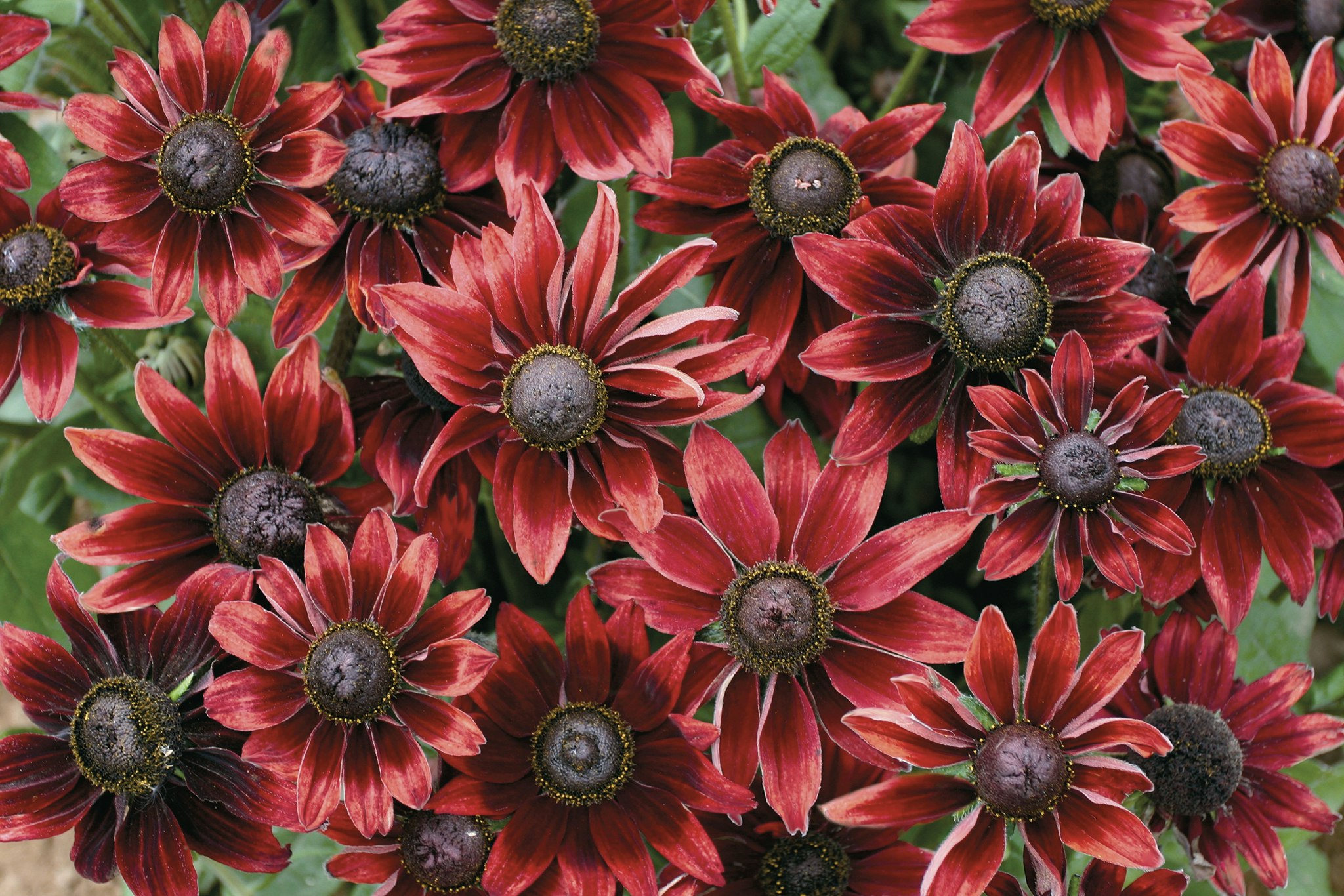 Rudbeckia Cherry Brandy