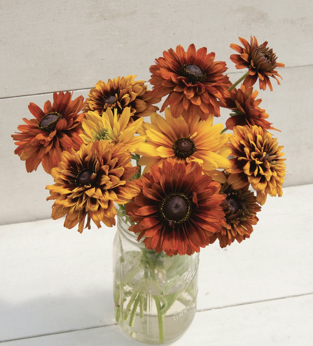 Rudbeckia Cherokee Sunset