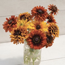 Rudbeckia Cherokee Sunset