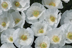 Poppy Bridal Silk