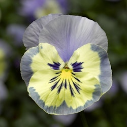 Pansy Vanilla Sky F1