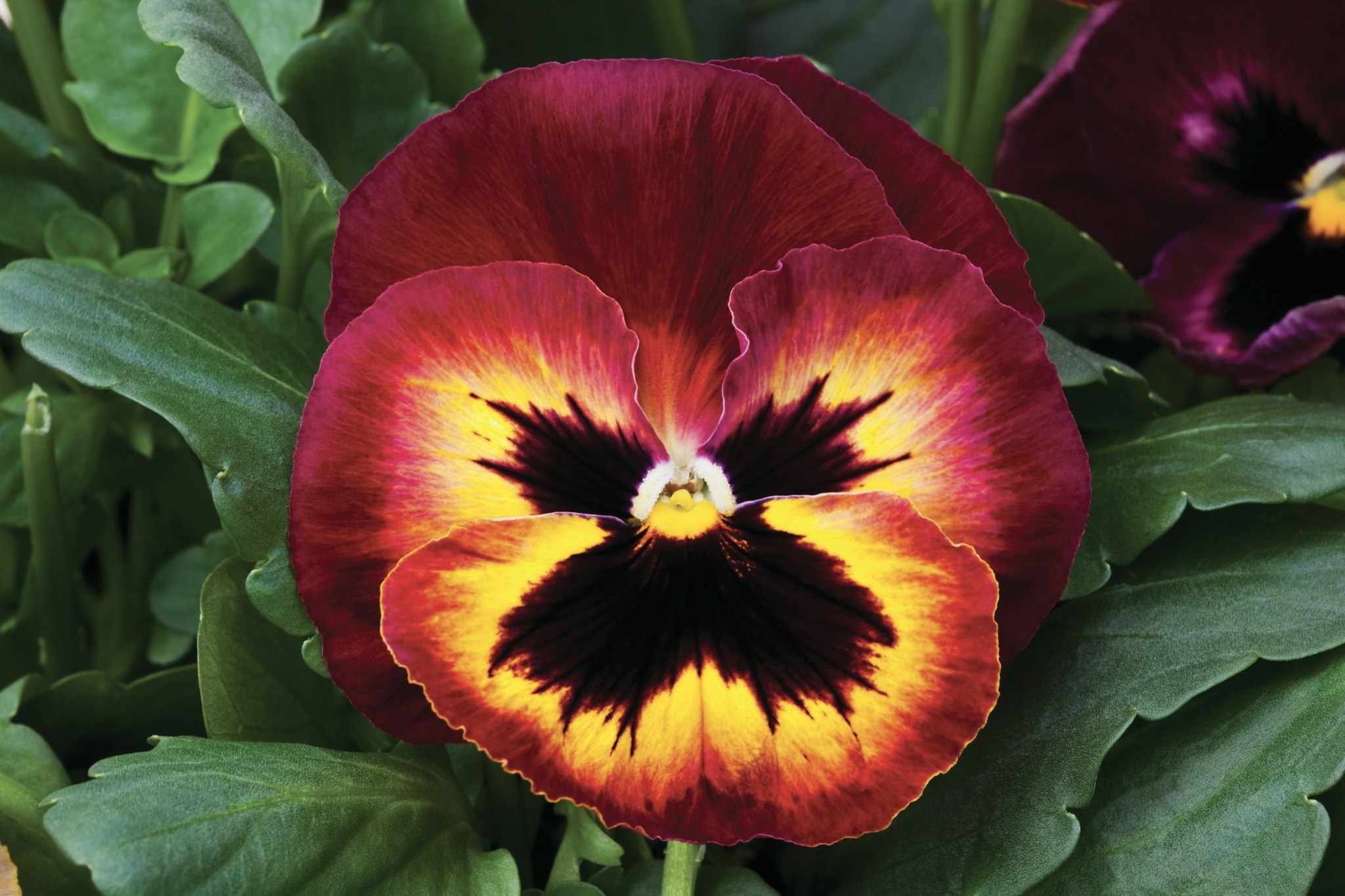 Pansy Sangria Punch F1