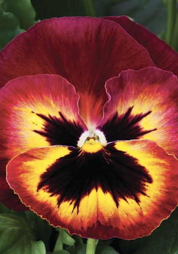 Pansy Sangria Punch F1