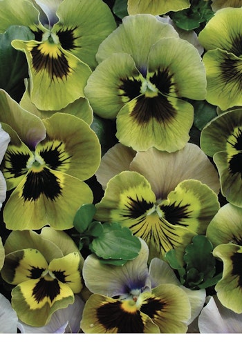 Pansy Envy