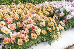 Pansy Nature Antique Shades F1