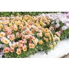 Pansy Nature Antique Shades F1