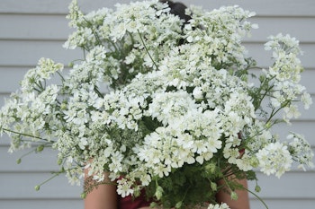 Blomsterkörvel White Lace