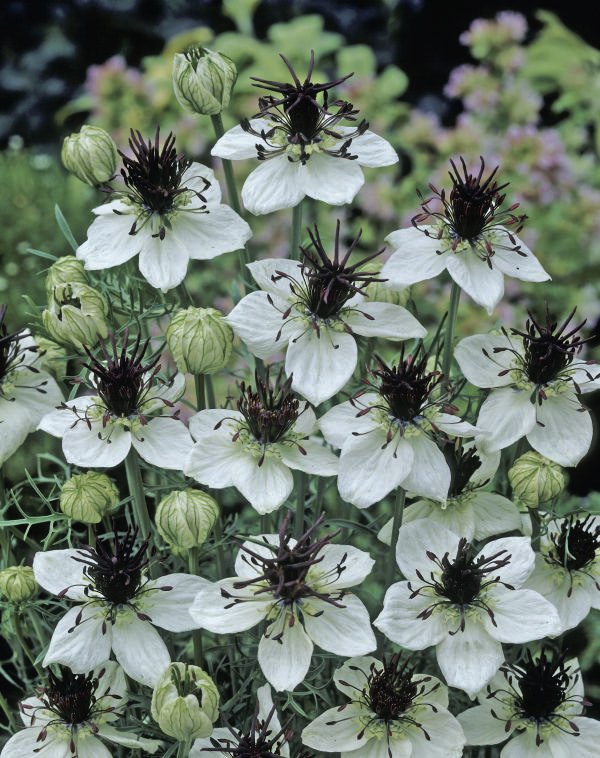 Nigella African Bride