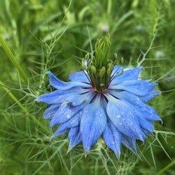 Nigella Miss Jekyll Light Blue