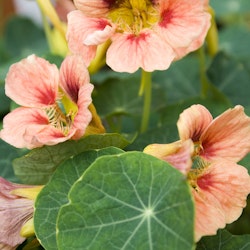 Nasturtium Ladybird Rose