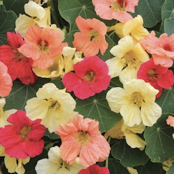 Nasturtium Tropical Fruits Mixed