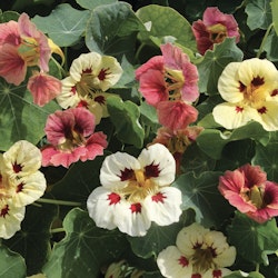 Nasturtium Little Ladybugs