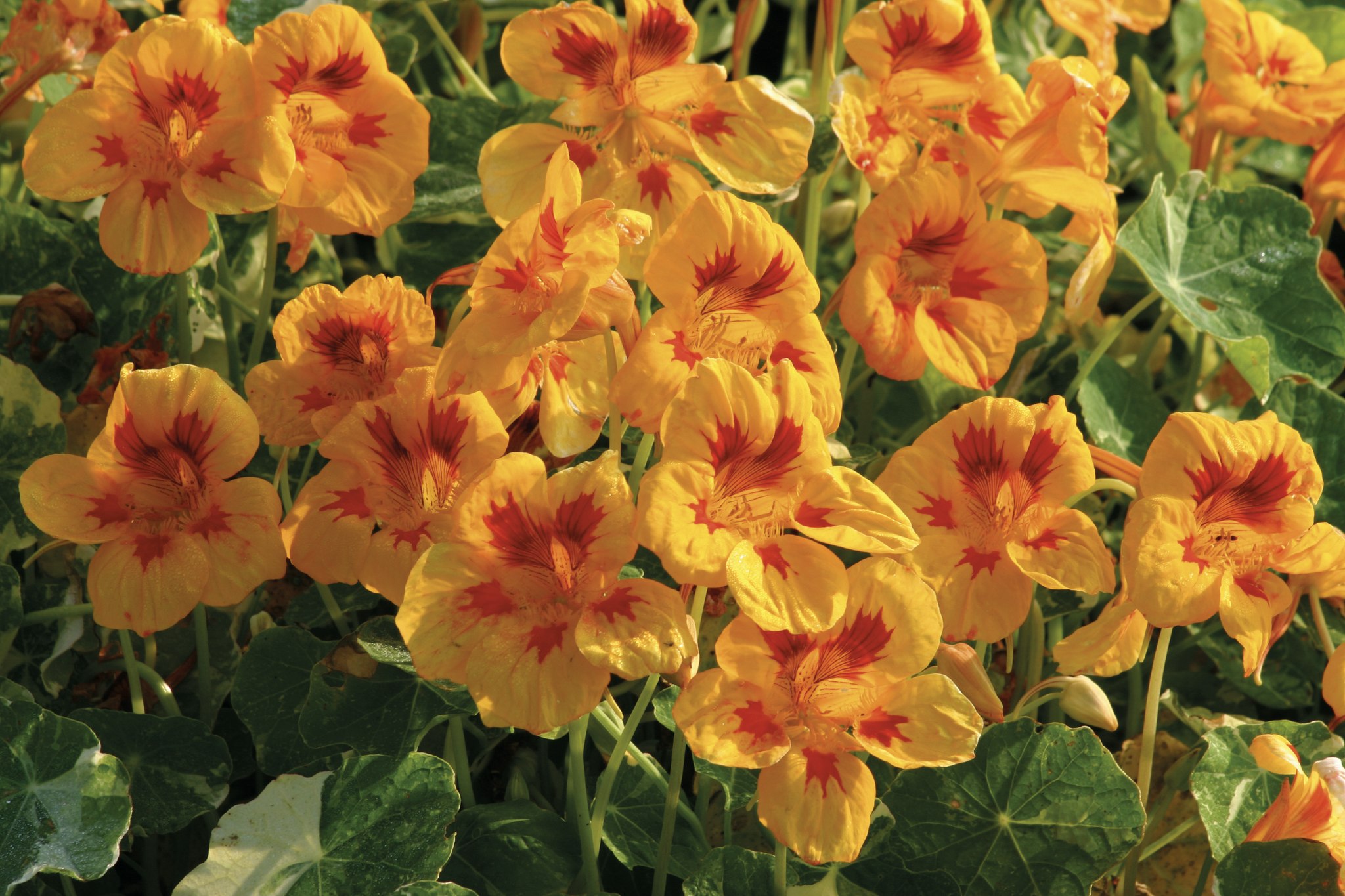 Nasturtium Yellow Troika