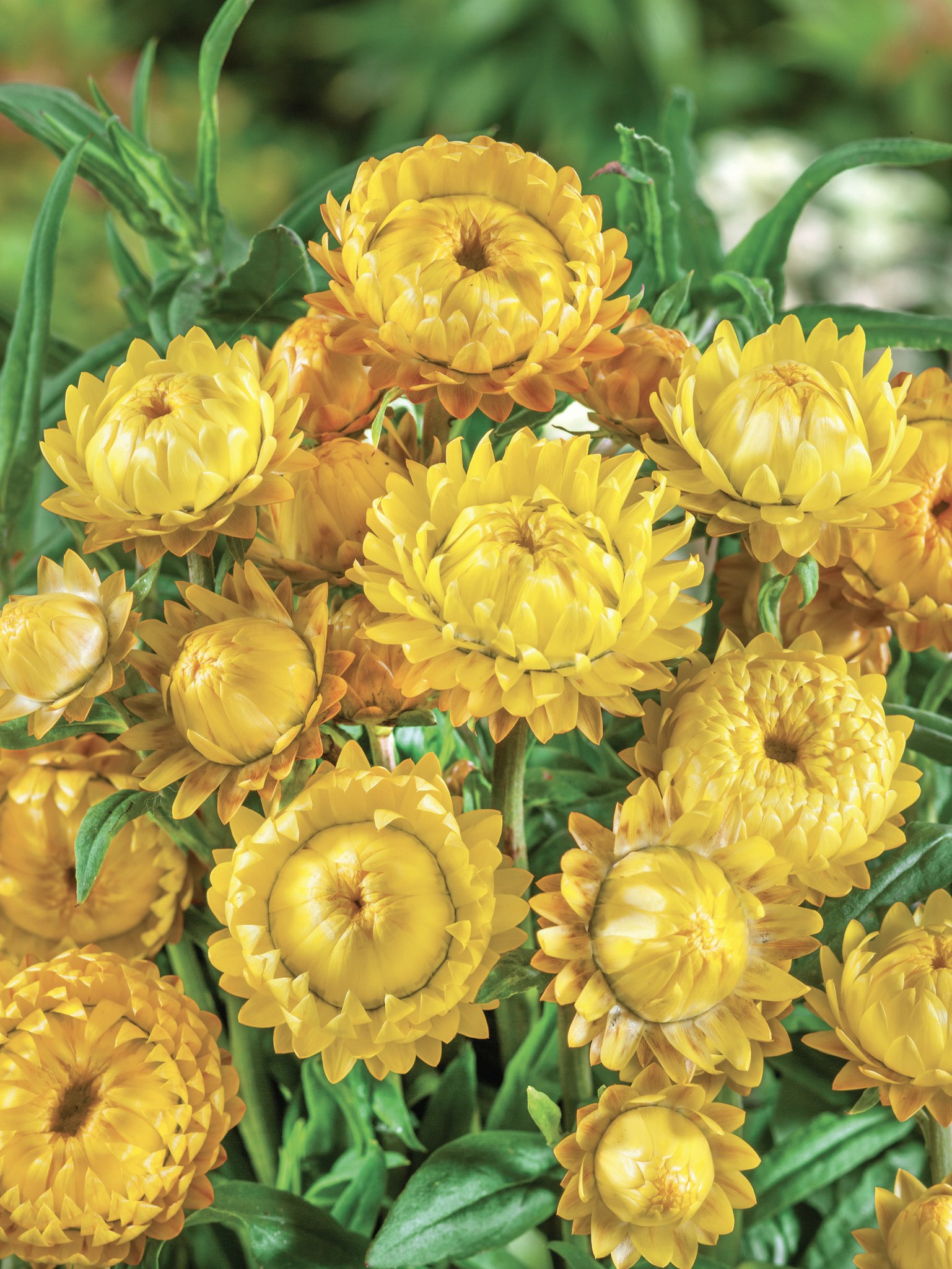 Strawflower Lemon Yellow