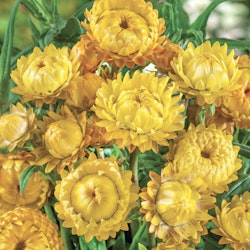 Strawflower Lemon Yellow