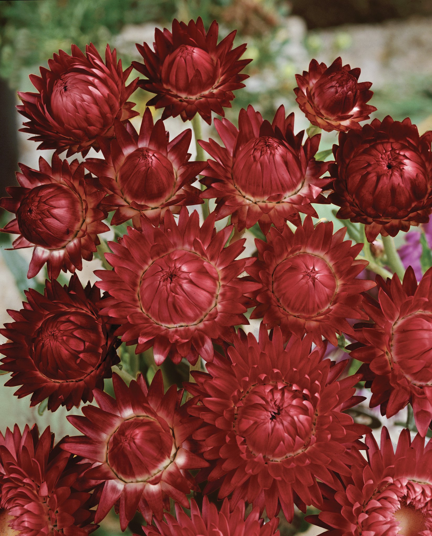 Strawflower Bright Red