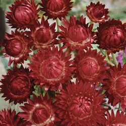 Strawflower Bright Red