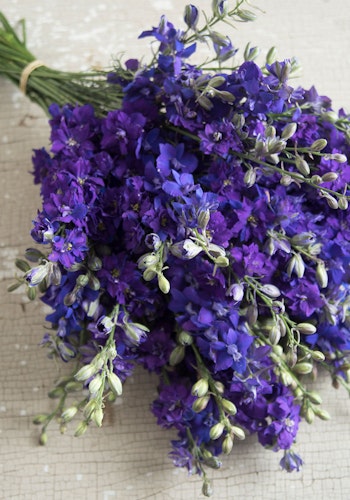 Larkspur Dark Blue