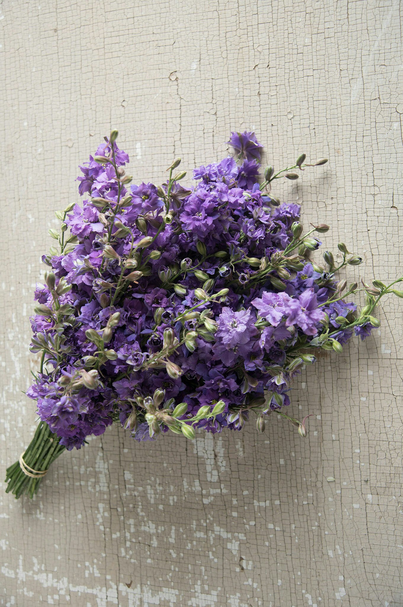 Larkspur Lilac Lass