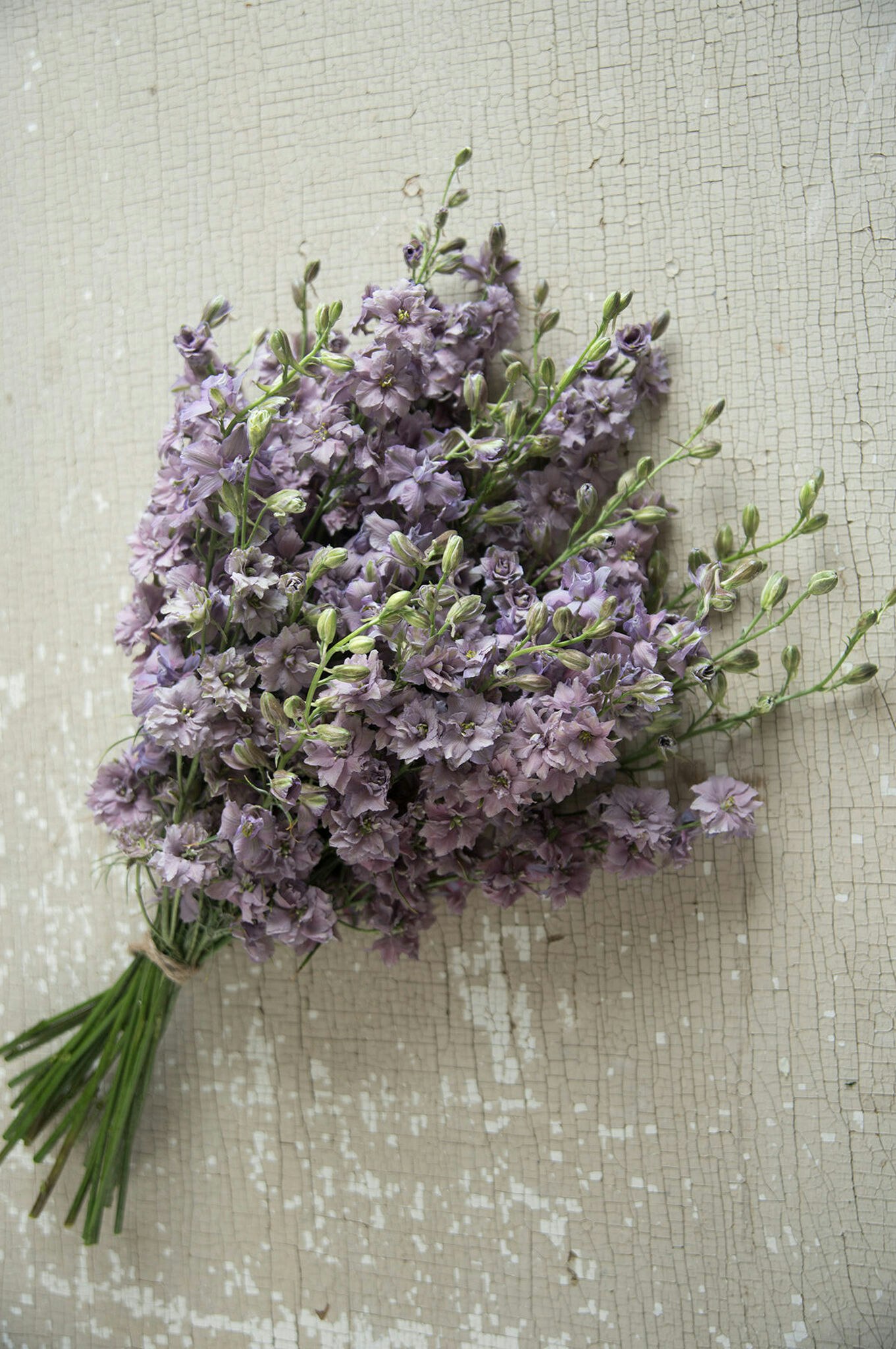 Riddarsporre Misty Lavender