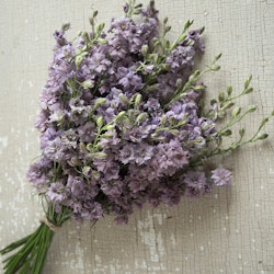 Larkspur Misty Lavender