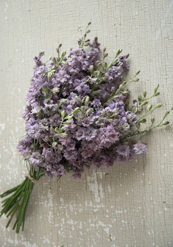 Larkspur Misty Lavender