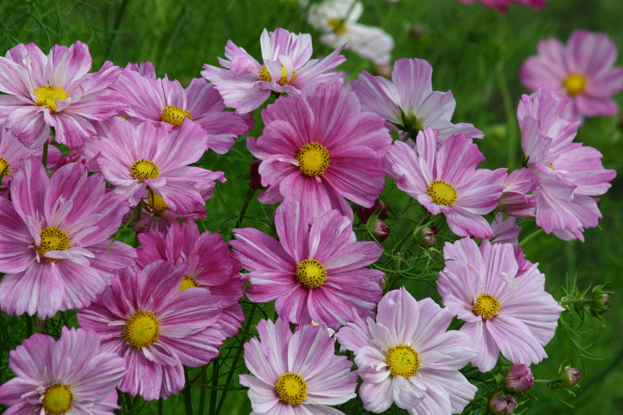 Cosmos Rosetta