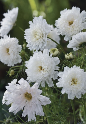 Cosmos Double Click Snow Puff