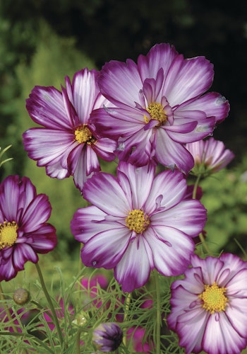 Cosmos Fizzy Rose Picotee