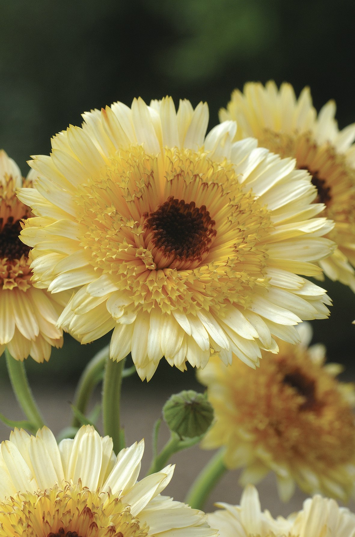 Calendula Kalinka Apricot