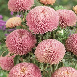 Aster Balloon Chamois