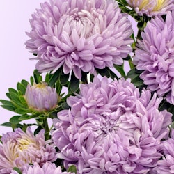 Aster Chrisantella Lilac Mist