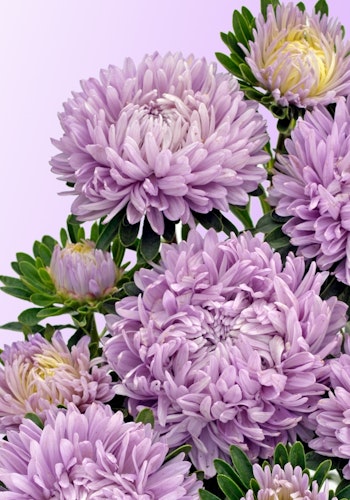 Aster Chrisantella Lilac Mist