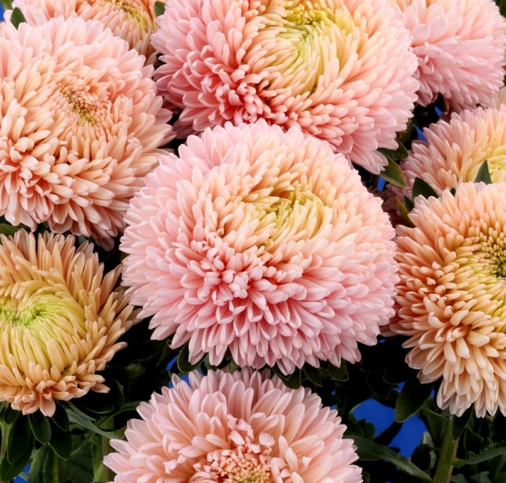 Aster Chrisantella Lotus Flower