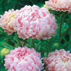 Aster Chrysanthemum Flowered Apricot