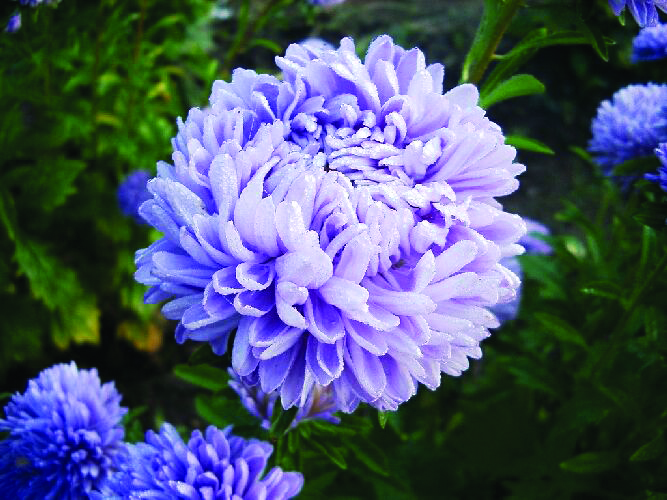 Aster Lady Coral Light Blue