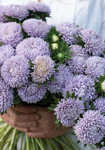 Aster Lady Coral Lavender