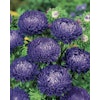 Aster Lady Coral Dark Blue