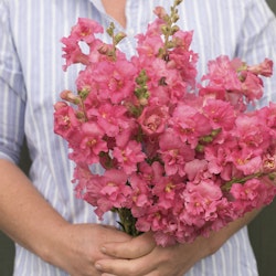 Snapdragon Madame Butterfly Rose F1