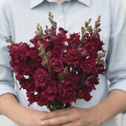 Snapdragon Madame Butterfly Red F1